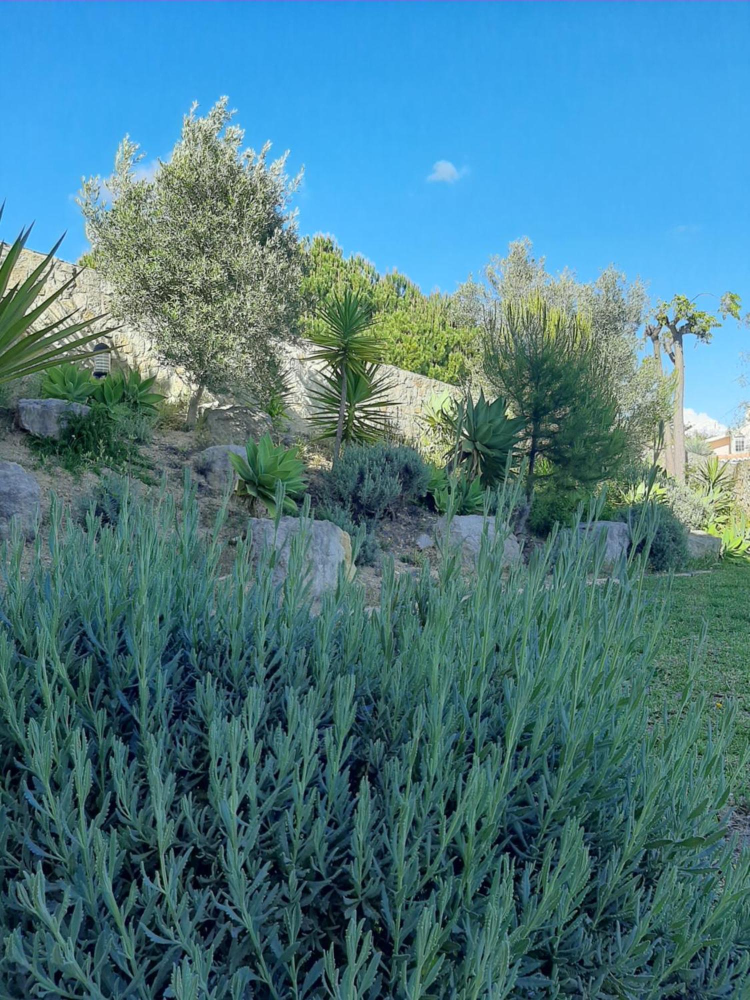 Lucie Lime Guesthouse Praia Da Luz ภายนอก รูปภาพ